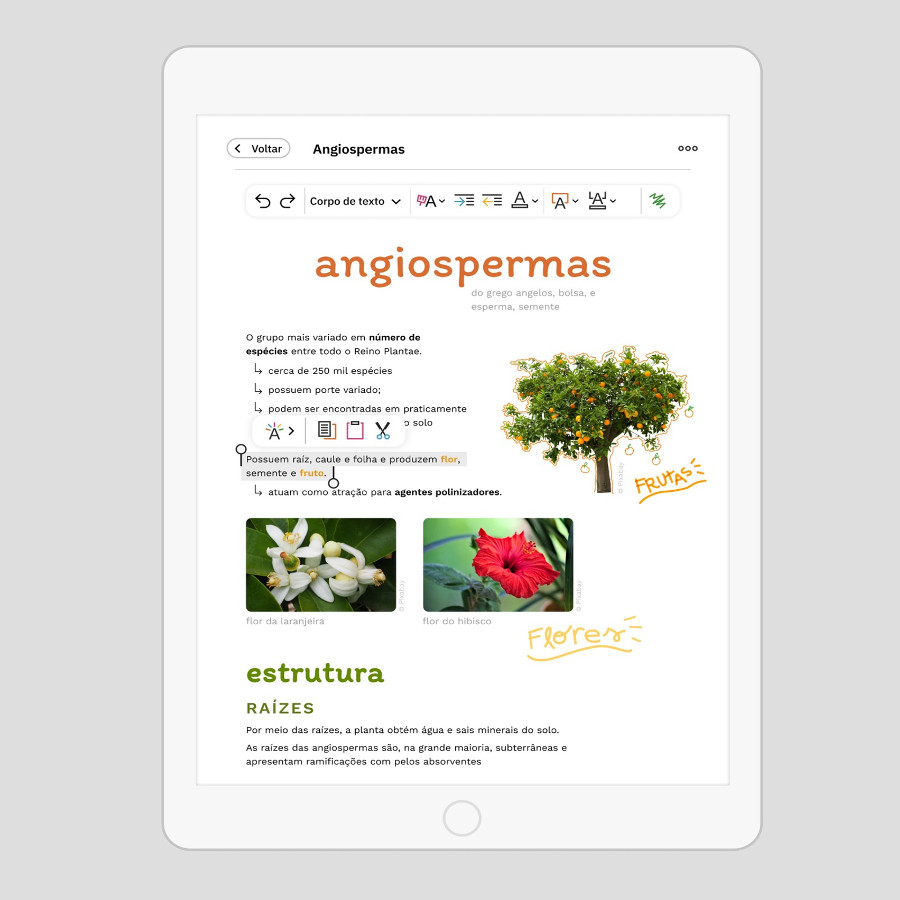 Binder – Resumos e Mapas Mentais